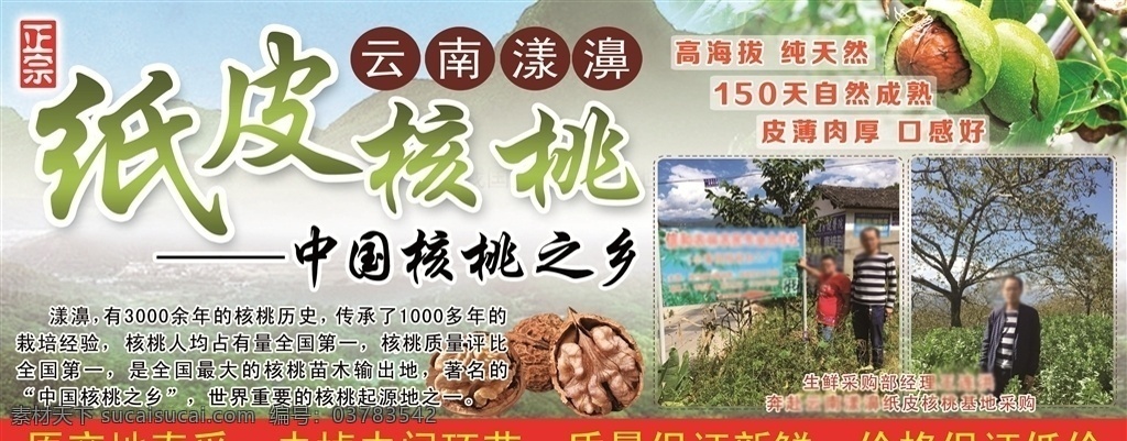 核桃 纸皮核桃 正宗 中国核桃之乡 原产地直采 新鲜 超市 pop 氛围