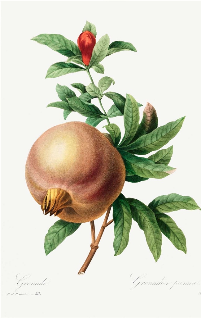 卡通石榴 手绘石榴 石榴插画 水果石榴 水彩石榴 石榴插图 石榴绘画 食物 生物世界 水果