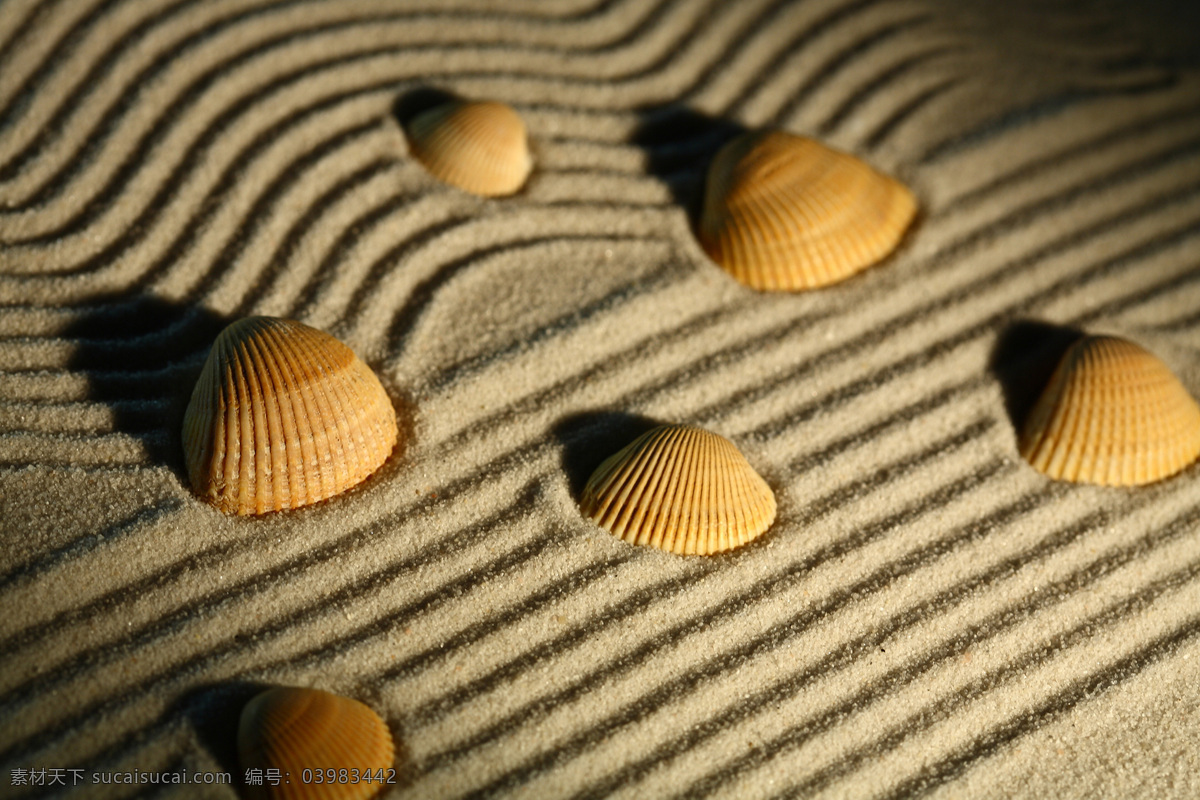 沙子 上 贝壳 沙滩 沙石 沙粒 沙纹 海洋生物 自然风景 其他风光 风景图片