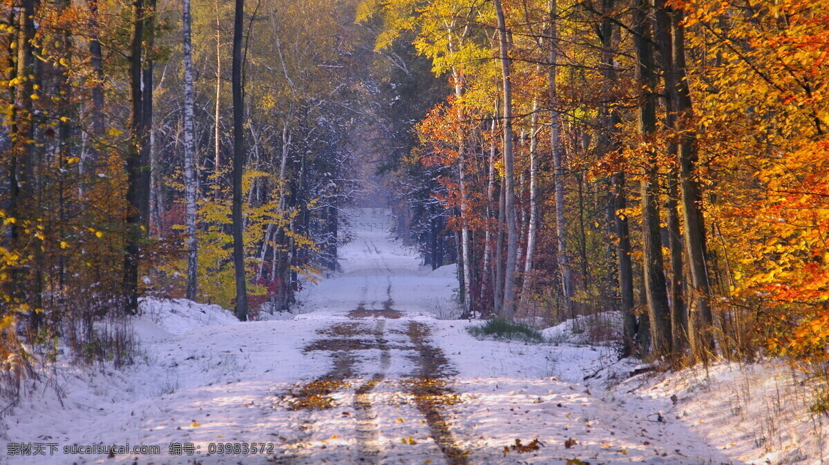 入冬 雪路 红叶 图 清净 幽深 自然风景 旅游摄影 棕色