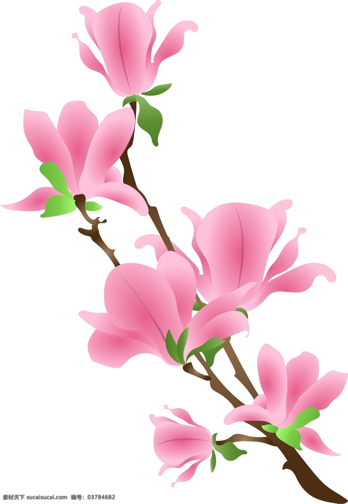 矢量 免 扣 卡通 海棠花 花卉植物 石榴 芙蓉 荷花 栀子花 茶花 梅花 桃花 樱花梨花 月季 玫瑰 蔷薇 迎春花 海棠 玉兰 桂花 菊花