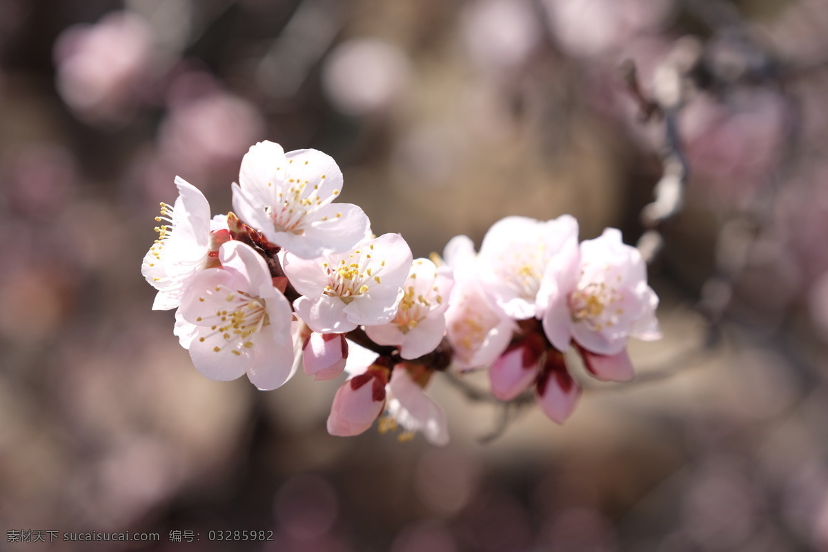 春天的花 春天 花 粉色 桃花 杏花 北京 颐和园 生物世界 花草
