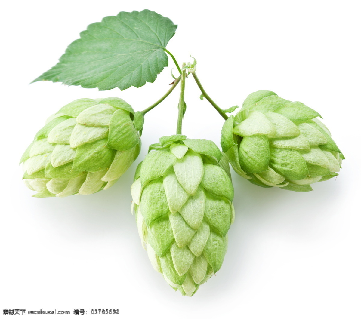 绿色 啤酒花 植物 啤酒 饮料 酒类图片 餐饮美食