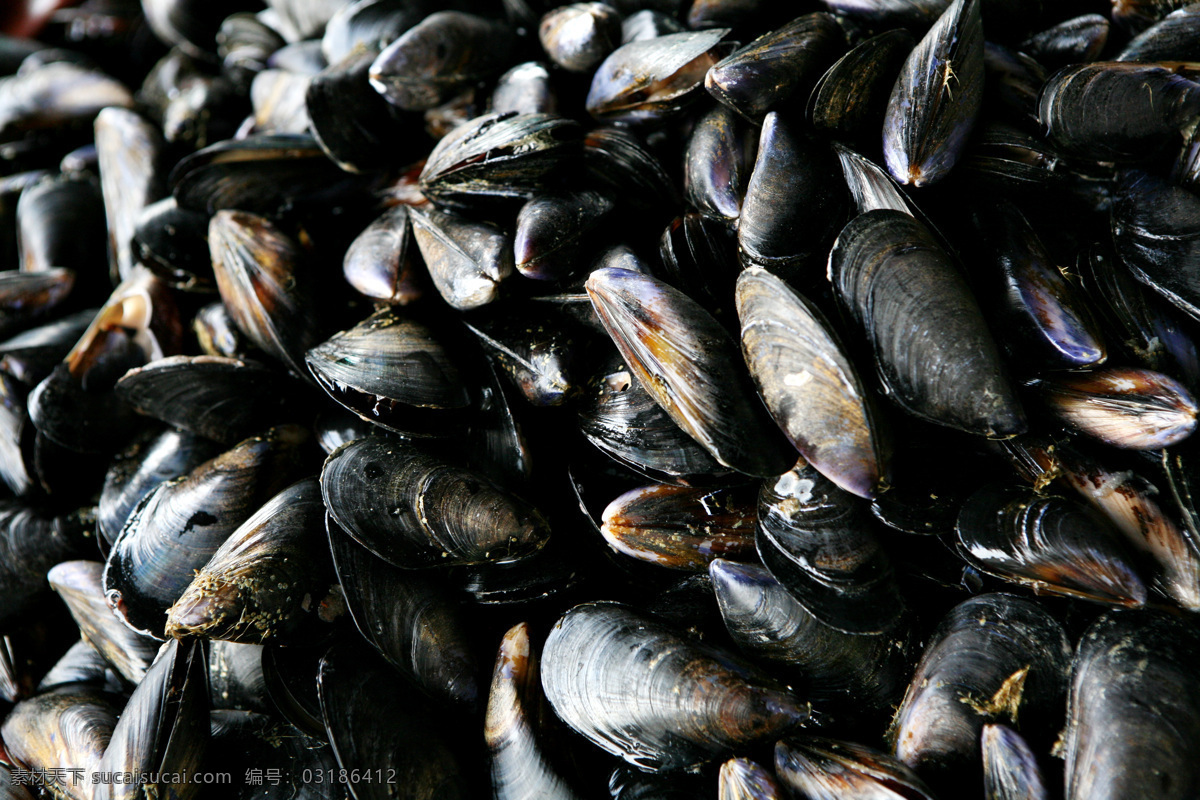扇贝贝壳 扇贝 贝壳 海鲜 牡蛎 美食 美味 海洋生物 食物 食品 食物原料 餐饮美食