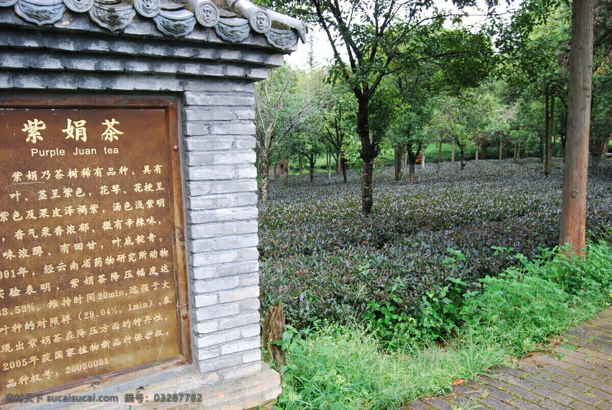 紫鹃 云南 普洱茶树 西双版纳 茶马古道 旅游摄影 国内旅游