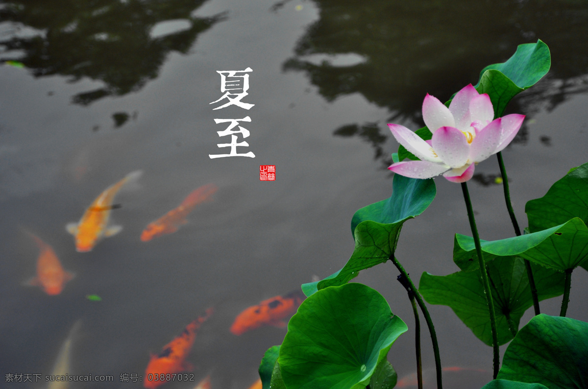 夏至 24节气 二十四节气 高清图 风景 自然风景 自然景观