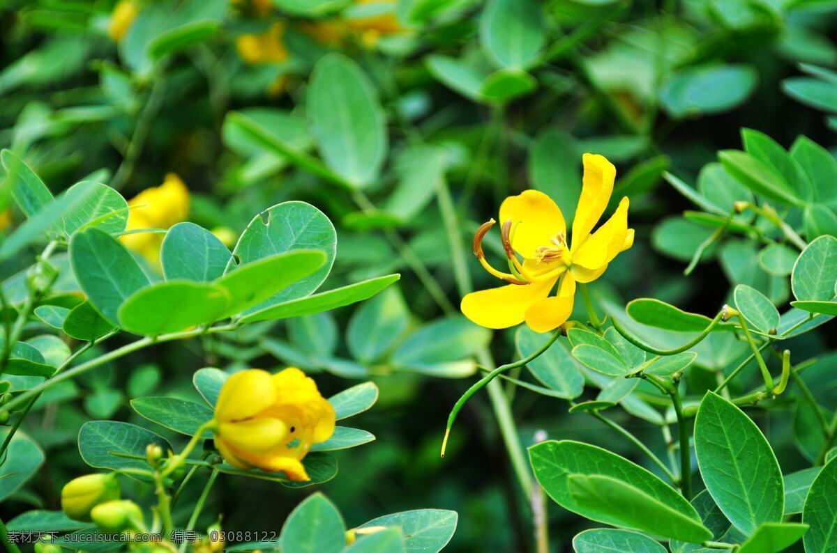 美丽 花朵 黄色花 绿色 美丽花朵 植物拍摄 风景 生活 旅游餐饮