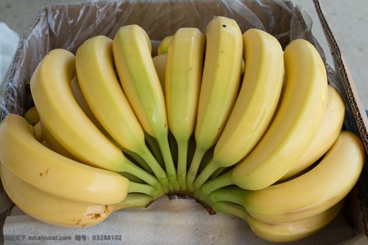 香蕉 南方香蕉 进口香蕉 老挝香蕉 菲律宾香蕉 生物世界 水果