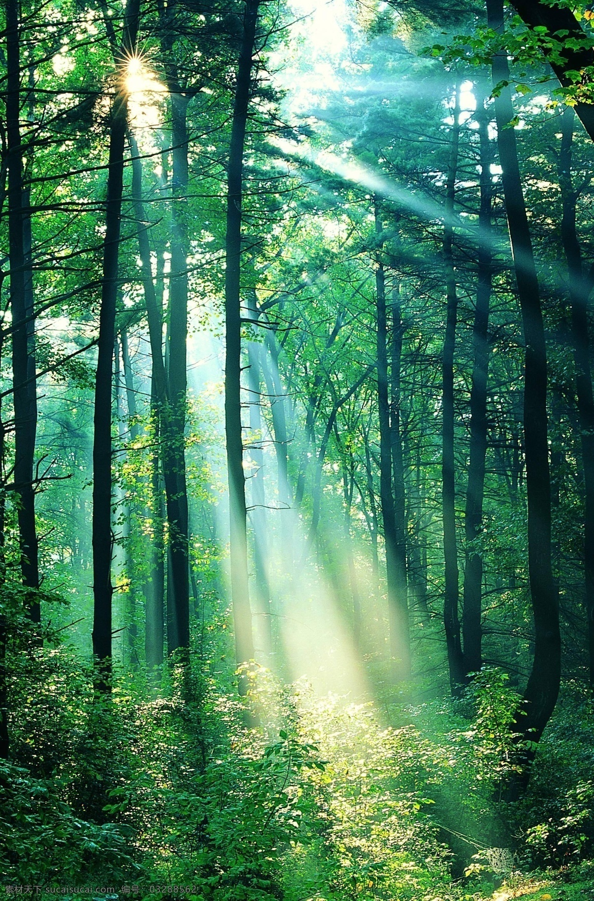 高清森林阳光 高清 海报 背景 森林 阳光 自然景观 自然风景