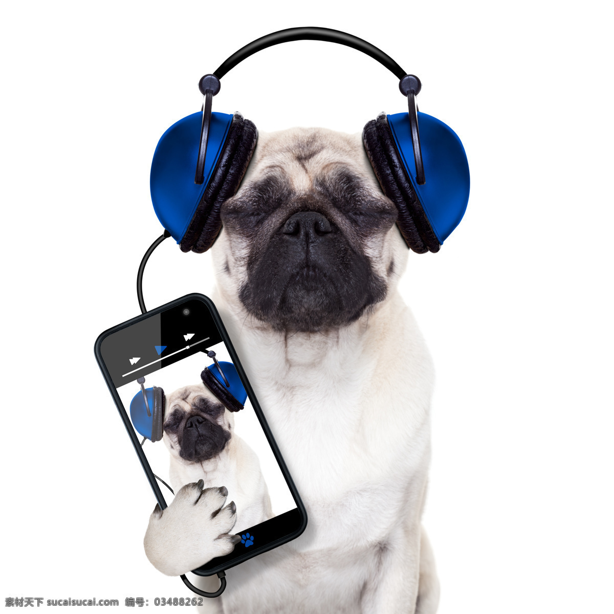 手机 听歌 小狗 狗狗 可爱小狗 动物世界 宠物狗 陆地动物 生物世界 狗狗图片
