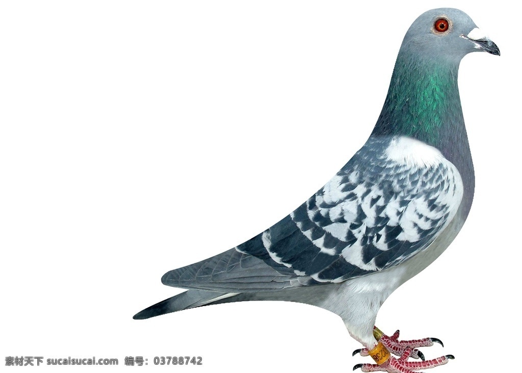 信鸽图片 信鸽 鸟 鸽子 飞鸽 信使 飞行动物 飞鸟 禽类 生物世界 鸟类