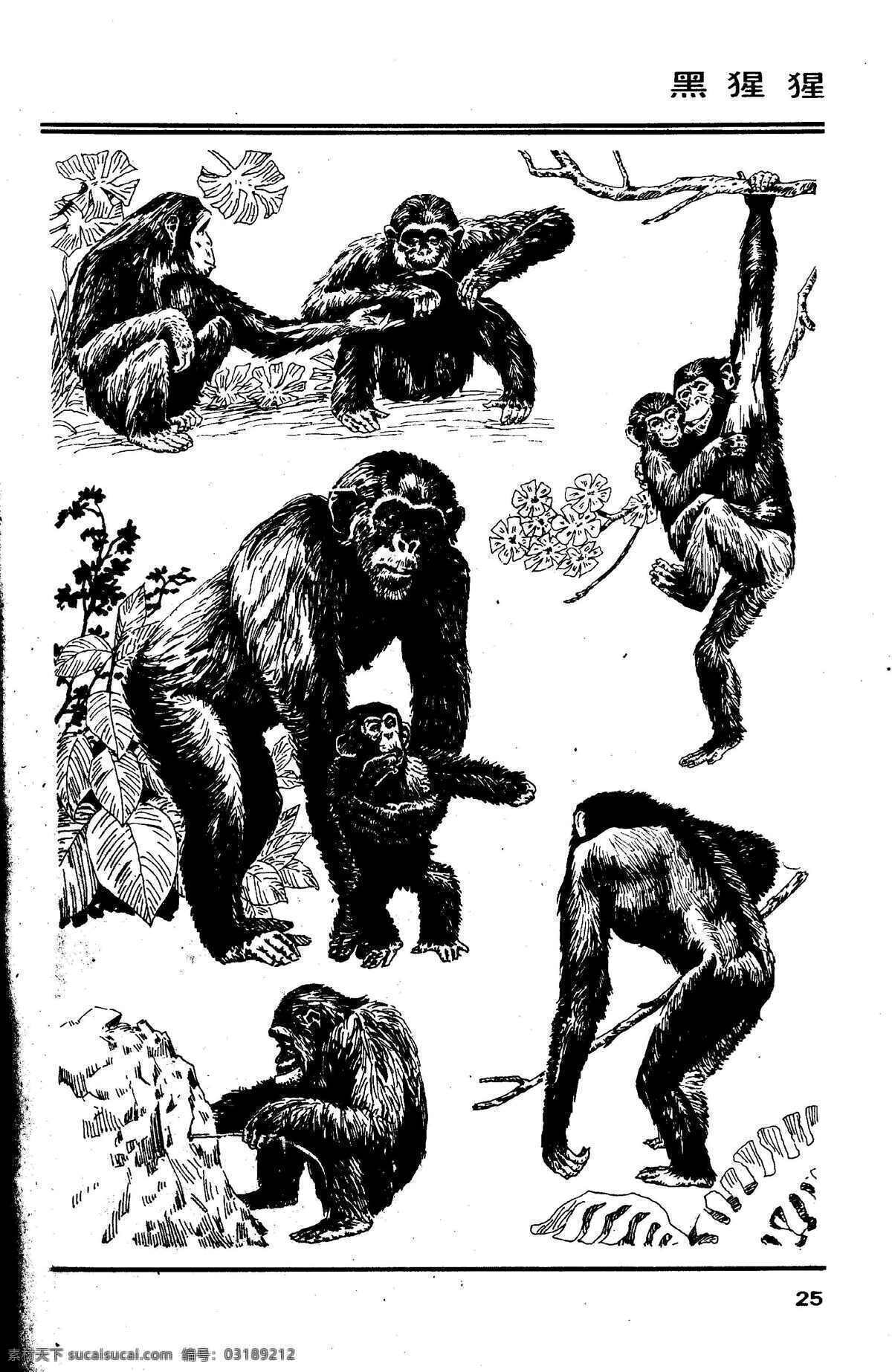 百兽图25 黑猩猩 百兽 兽 家禽 猛兽 动物 白描 线描 绘画 美术 禽兽 野生动物 猴 猴子 画兽谱 猩猩 生物世界 设计图库