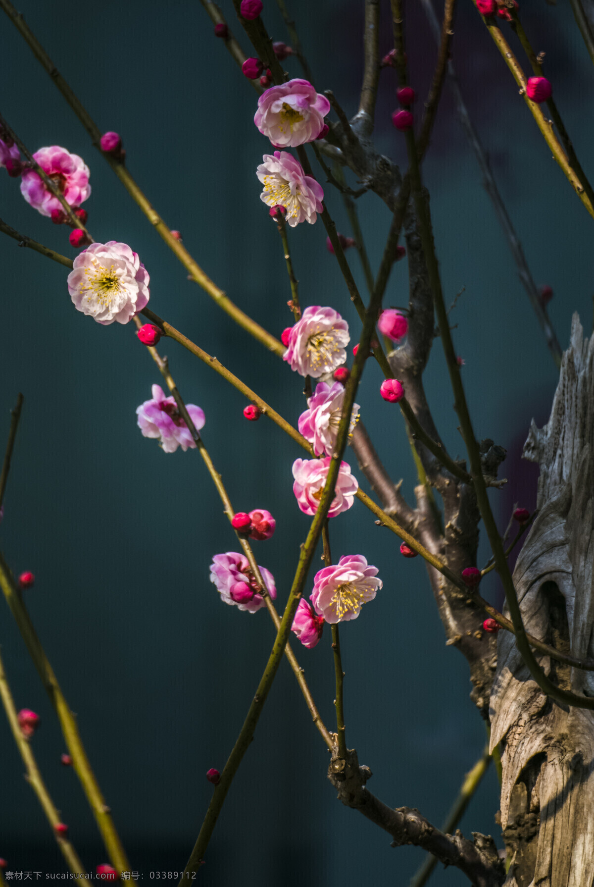 梅花 图案 微距 春天 桃花 植物 花 花丝 花瓣 花药 关于自然风景 自然景观 自然风景
