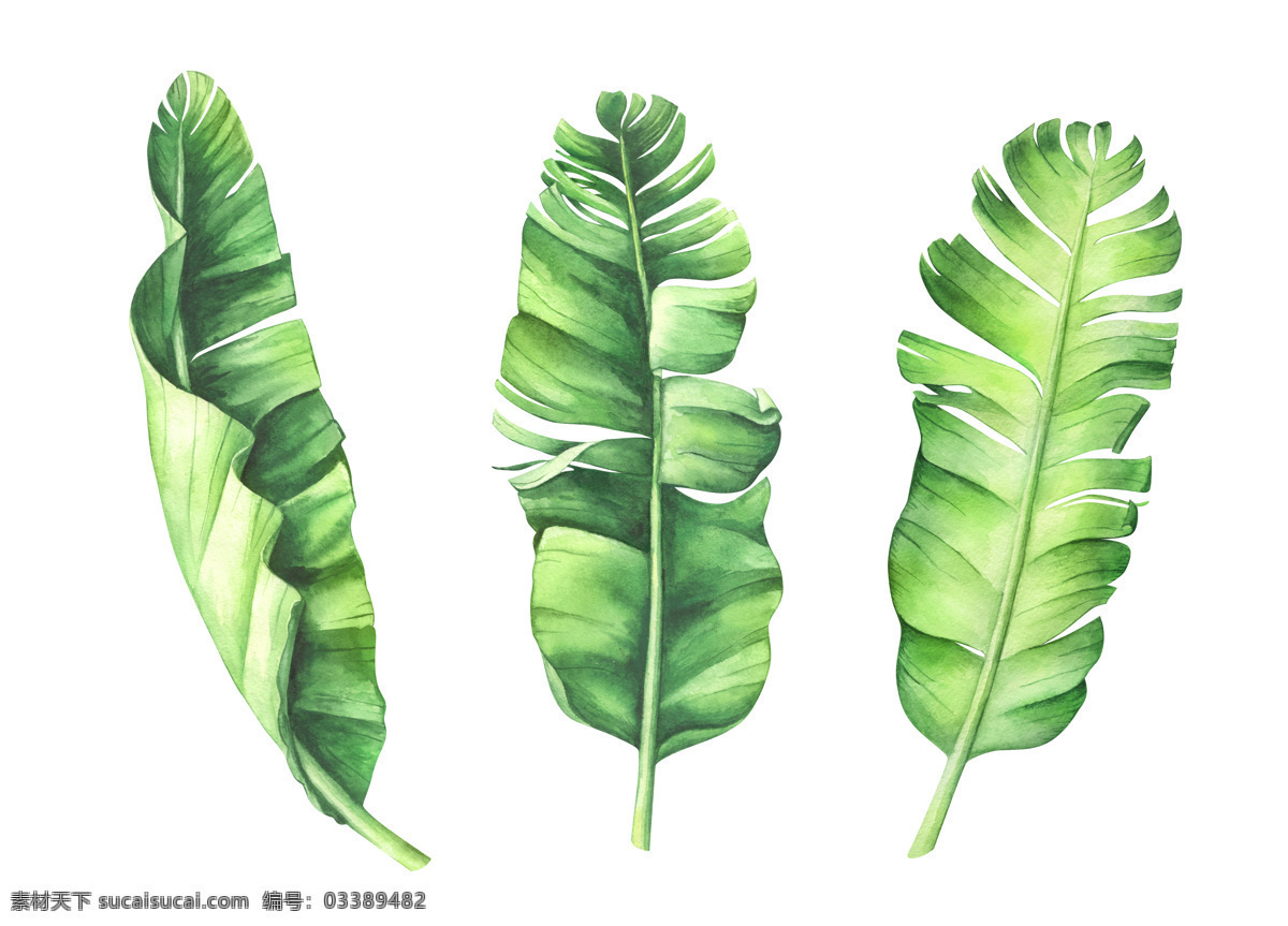 绿叶 龟背叶 ing 夏季 海报素材 夏季素材 植物 生物世界 树木树叶