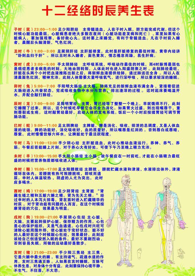 养生 表 花边 美容 人体 树叶 竹子 养生表 矢量 psd源文件 餐饮素材