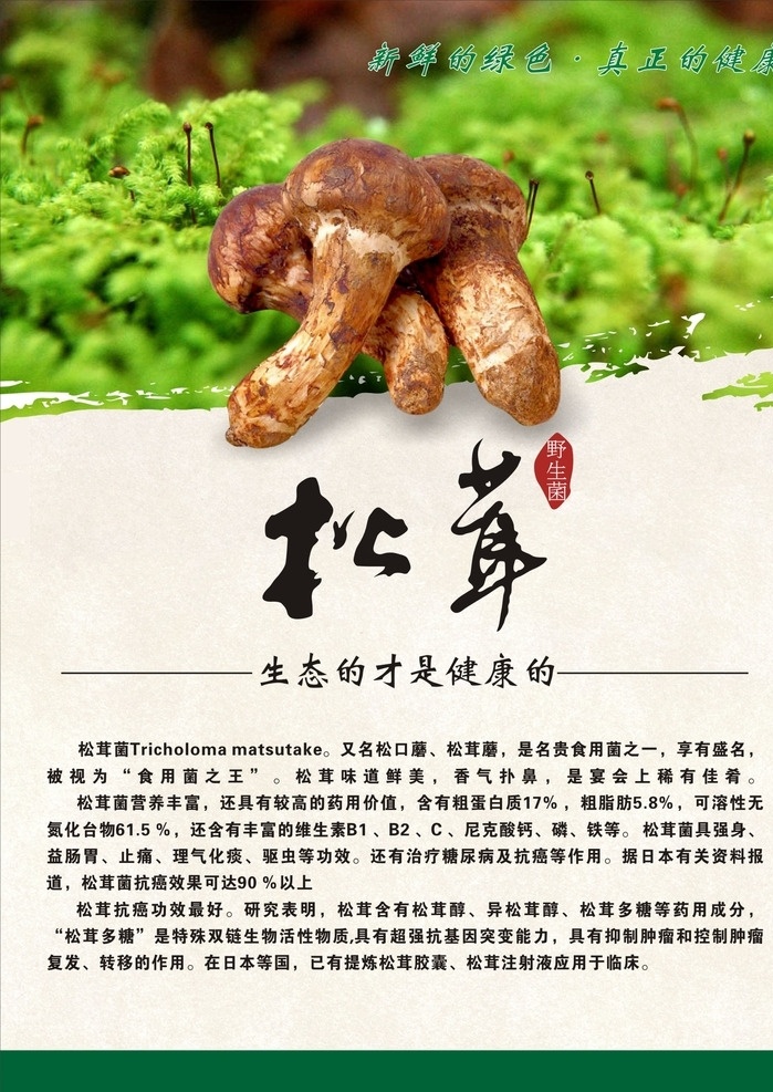 松茸 蘑菇 口蘑 绿色背景 灵芝