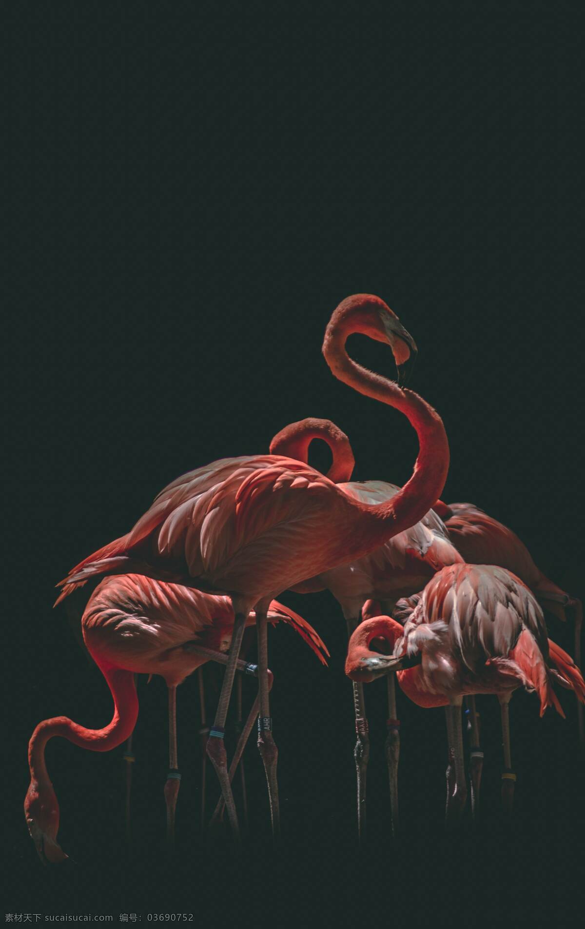火烈鸟 鸟类 动物 火红 鸟背景 生物世界 野生动物