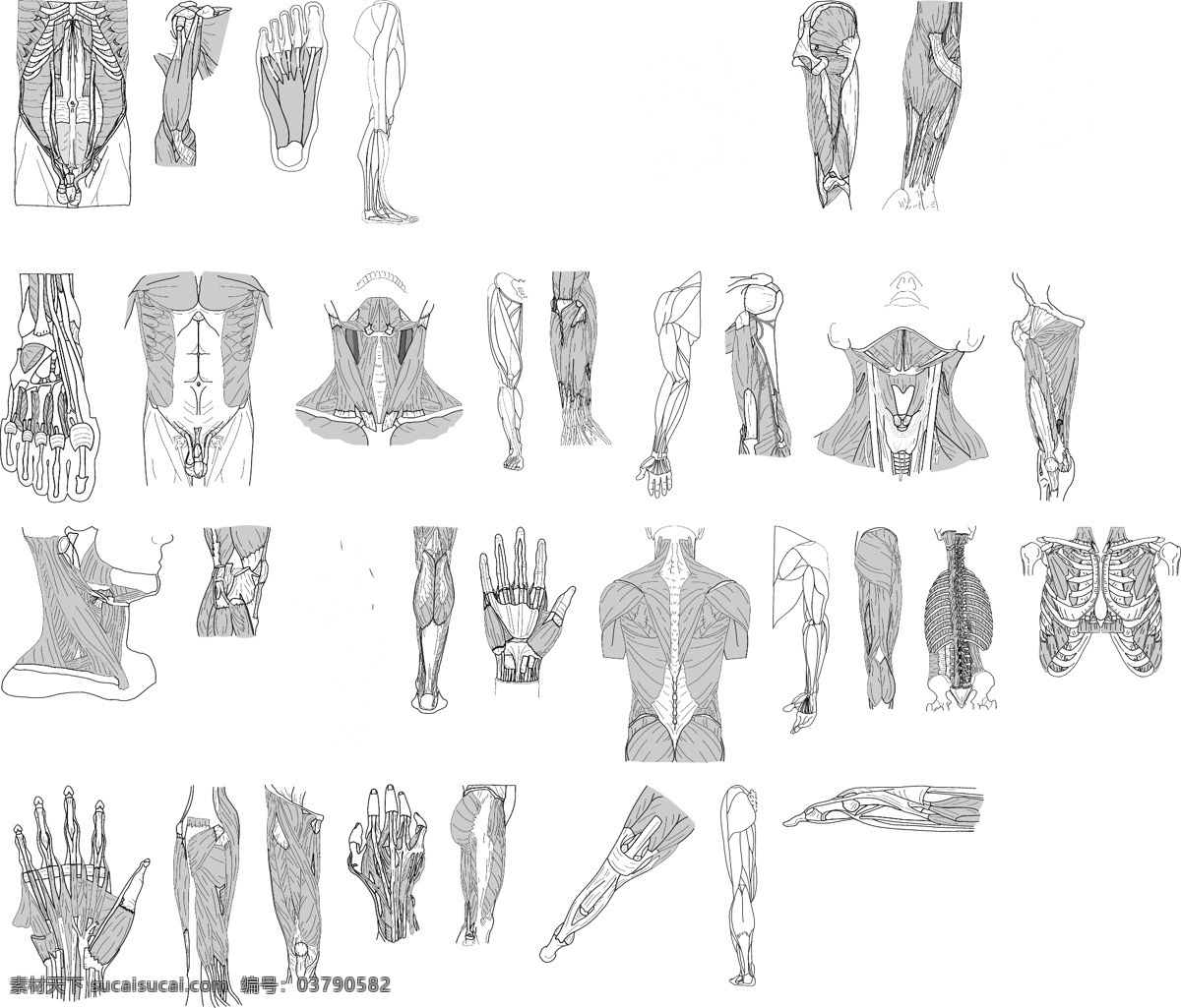 肌肉 人体 解剖 皮肤 手 脚 手臂 生殖器 关节 骨骼 胸腔 医疗保健 生活百科 矢量
