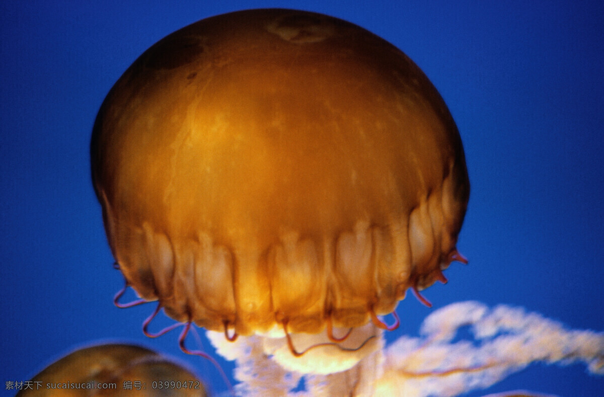 海洋免费下载 碧海 大海 广告 大 辞典 海豚 海洋 海洋生物 鲸鱼 鲨鱼 生物世界