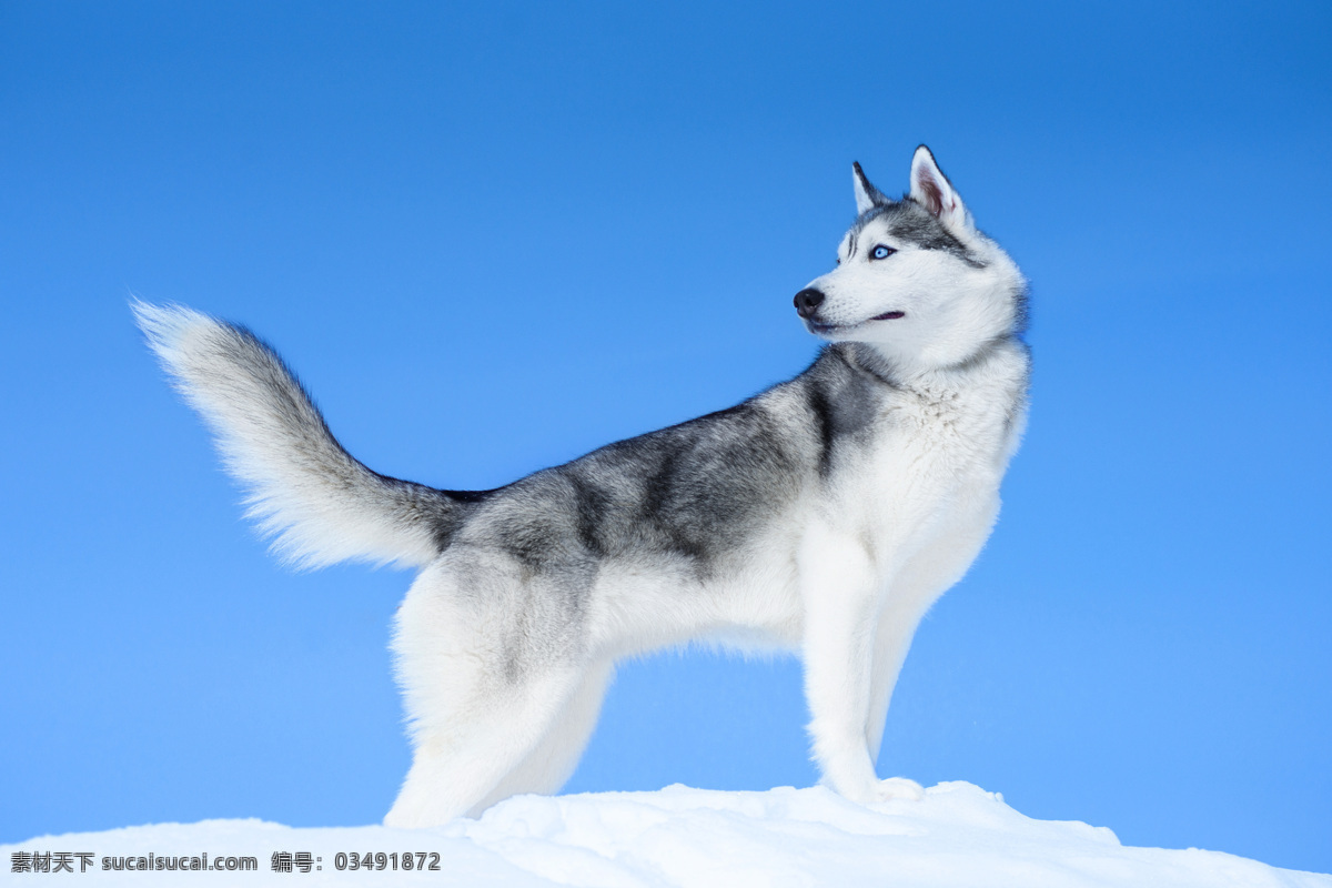 哈士奇 雪橇狗 狗 狗特写 雪橇犬 生物世界 家禽家畜