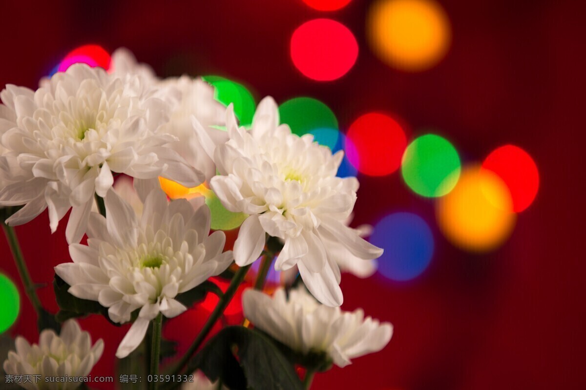 白色 菊花 花卉图片 菊花花卉 雏菊 雏菊花 白色菊花