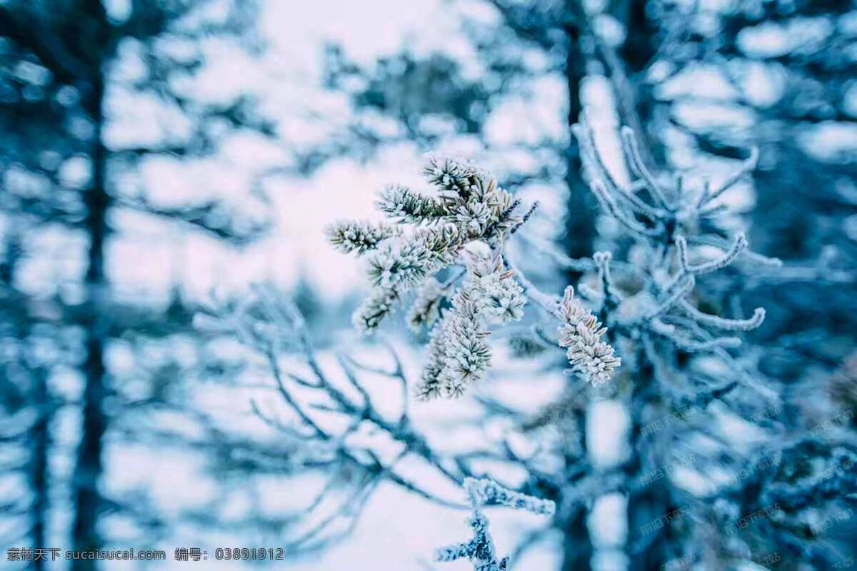节气 霜降 24节气 植物 冷冻 寒冷 雪 农作物 旅游摄影 自然风景