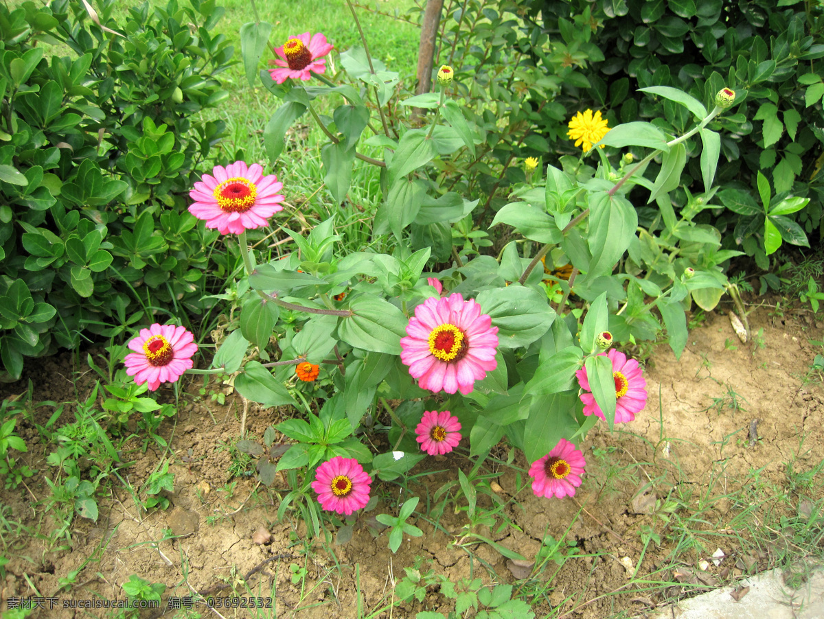 野菊花 花草 小花 小草 野花 生物世界