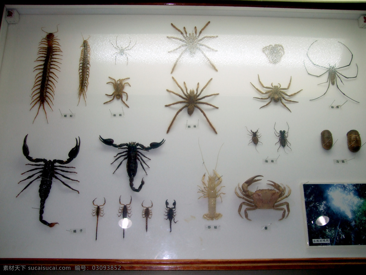 标本 动物 海洋馆 甲壳虫 昆虫 生物世界 蟹 昆虫世界 金龟子 蜈蚣 昆虫标本 博物管 世界各种昆虫