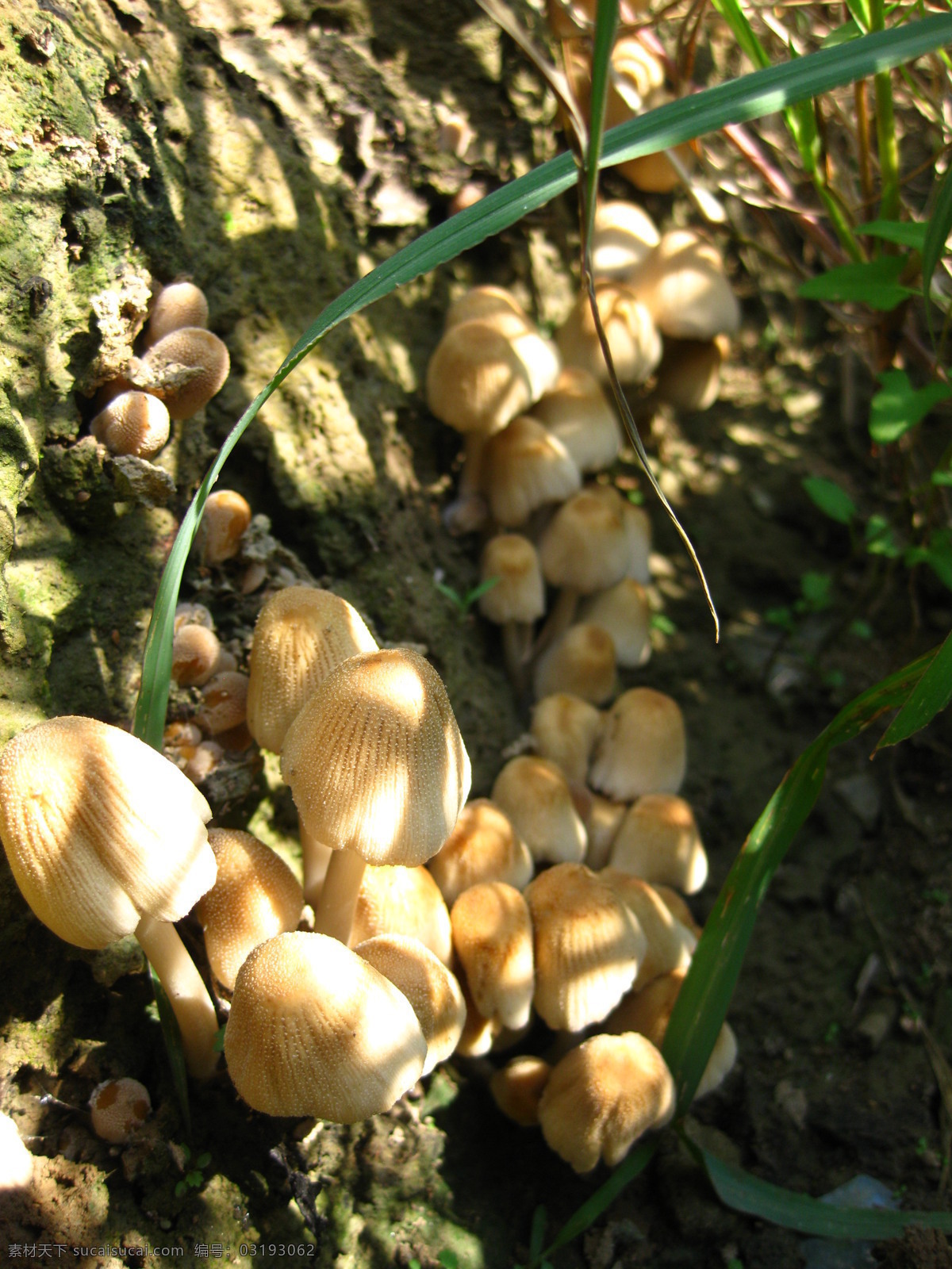 蘑菇 野蘑菇 阳光 土坡 自然 蔬菜 生物世界 黑色