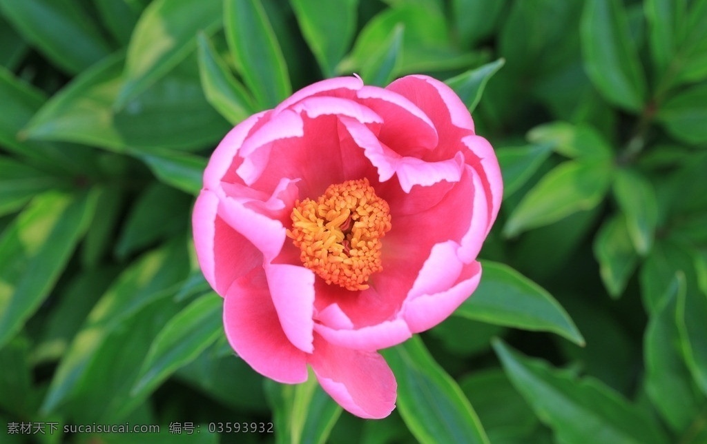 芍药 花叶 花瓣 花心 花絮 花枝 花草 生物世界