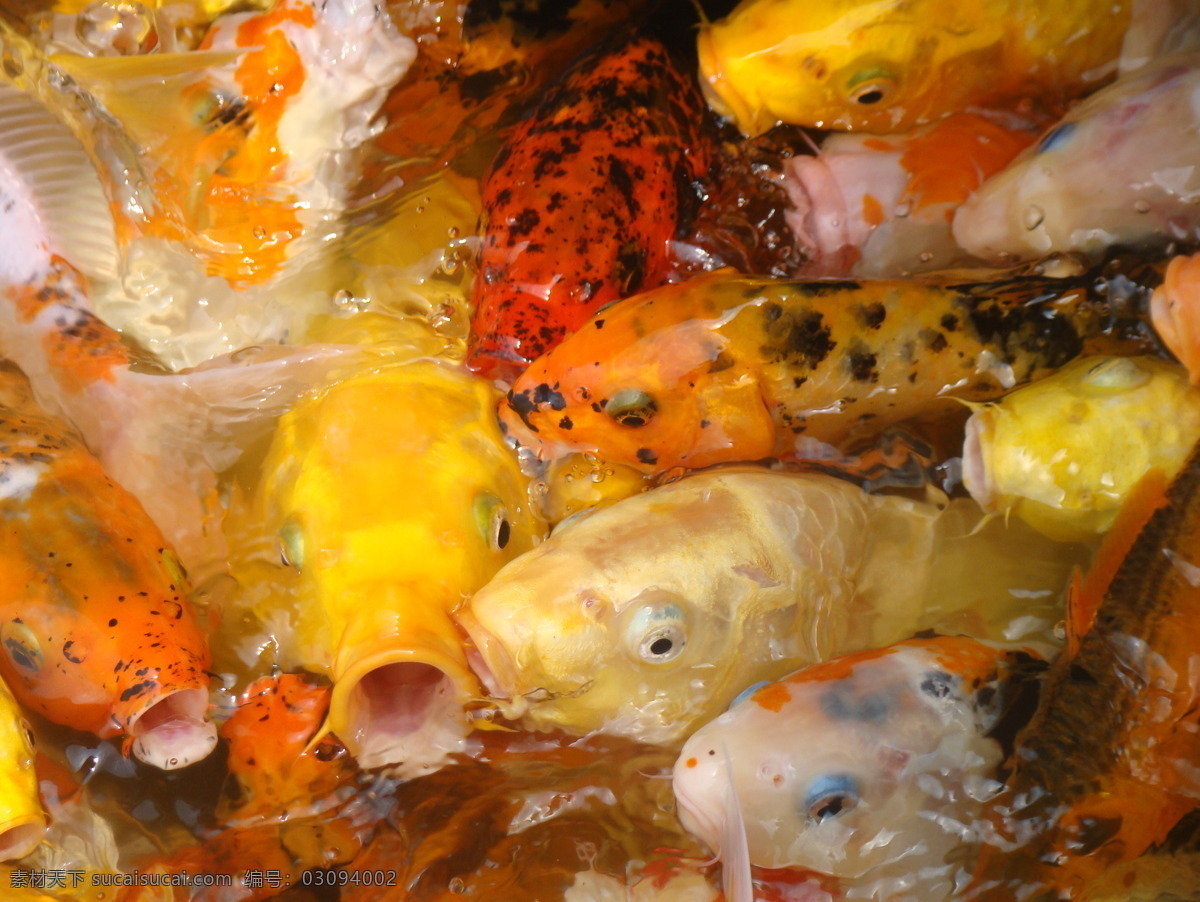 金鱼 金色 生物世界 水池 鱼 鱼类 鱼塘 肉麻