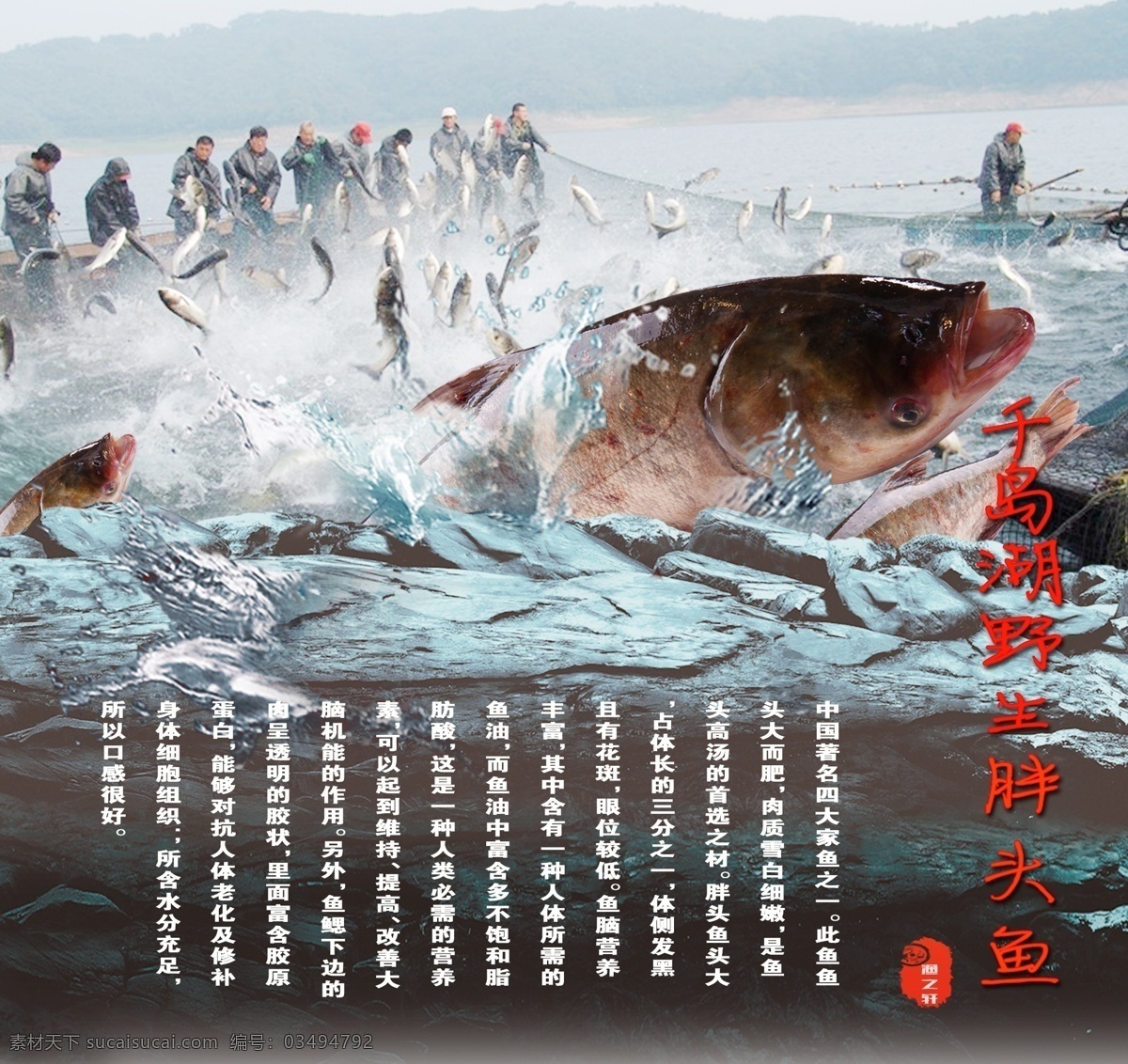 特色 招牌 胖头鱼 展板 广告画 kt板 特色菜 菜品介绍 灰色