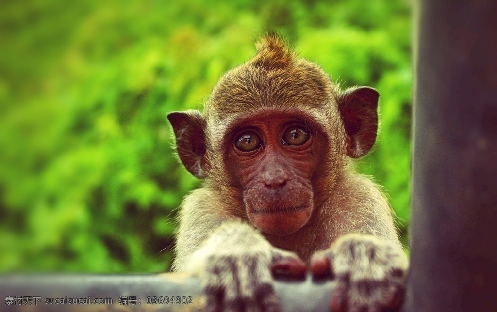 猴子 猕猴 野猴 野生动物 保护动物 生物世界
