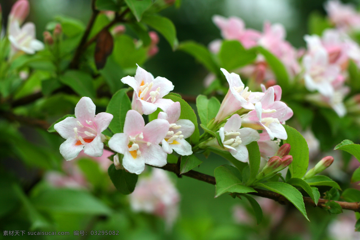 锦带花 粉色小花 生物世界 5瓣粉色花 红花绿叶 摄影素材 春暖花开 花卉 花草