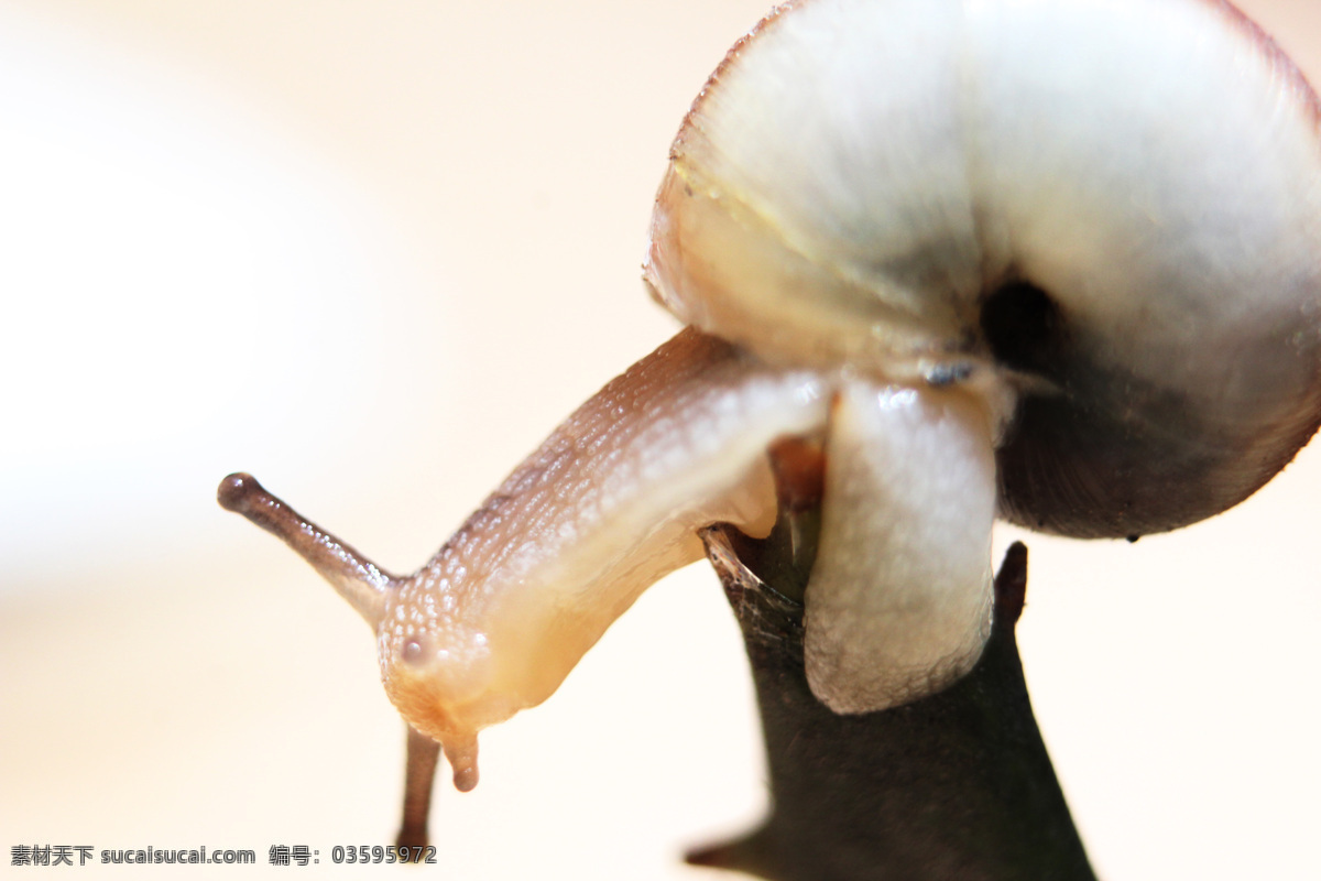 蜗牛 动物 昆虫 软体动物 壳 生物世界