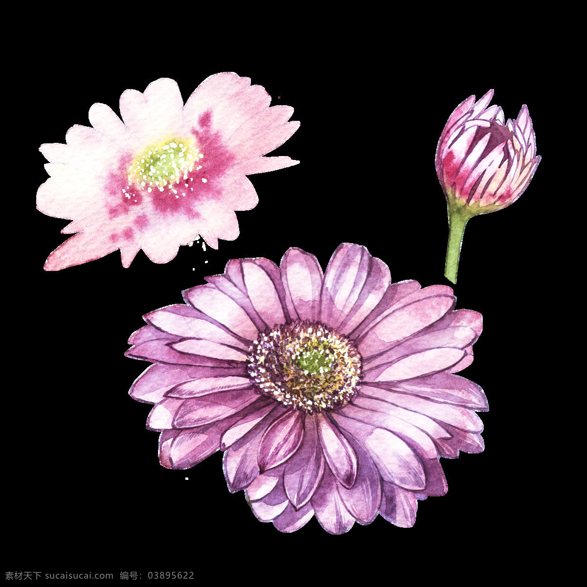 粉色 可爱 小雏 菊 透明 雏菊花 美丽 透明素材 装饰素材