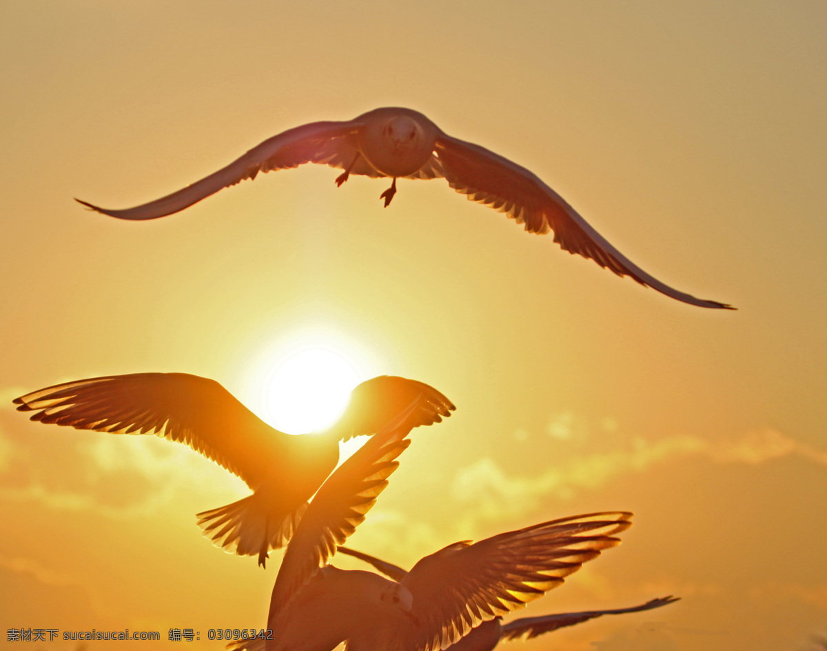 飞鸟 飞禽 飞翔 海鸥 鸟 鸟类 摄影图库 生物世界 拍翅膀 着地 自然 物种 彩霞满天 psd源文件