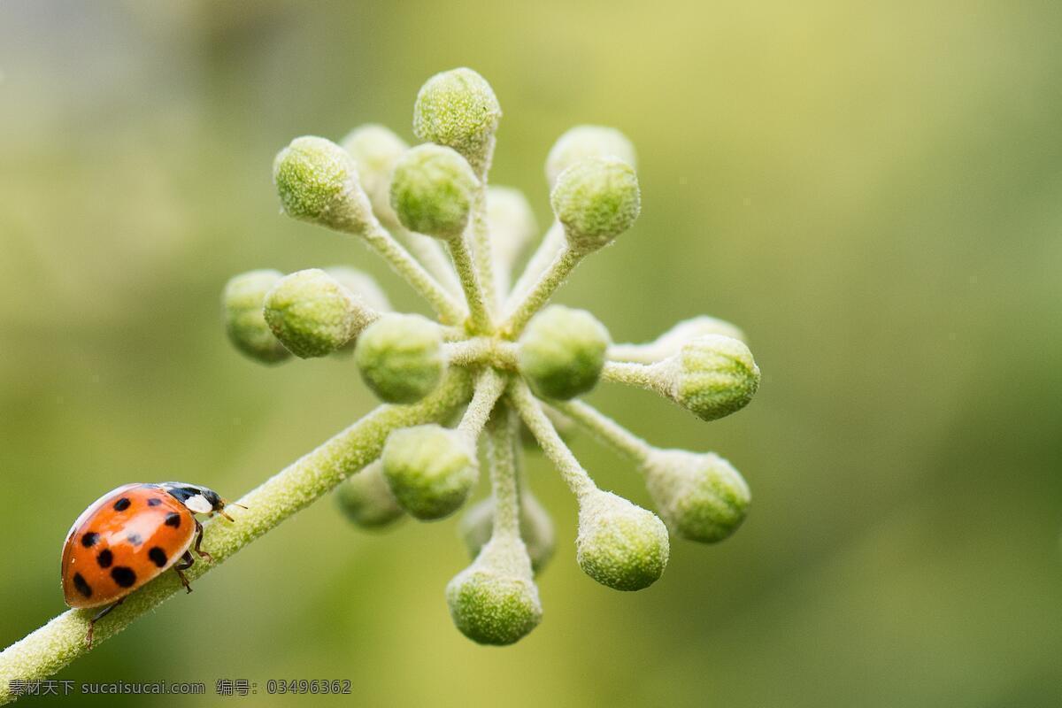 七色飘虫 春天 花朵 花卉 开放 花草 微距摄影 生物世界 小清新 唯美 生活百科 生活素材 昆虫