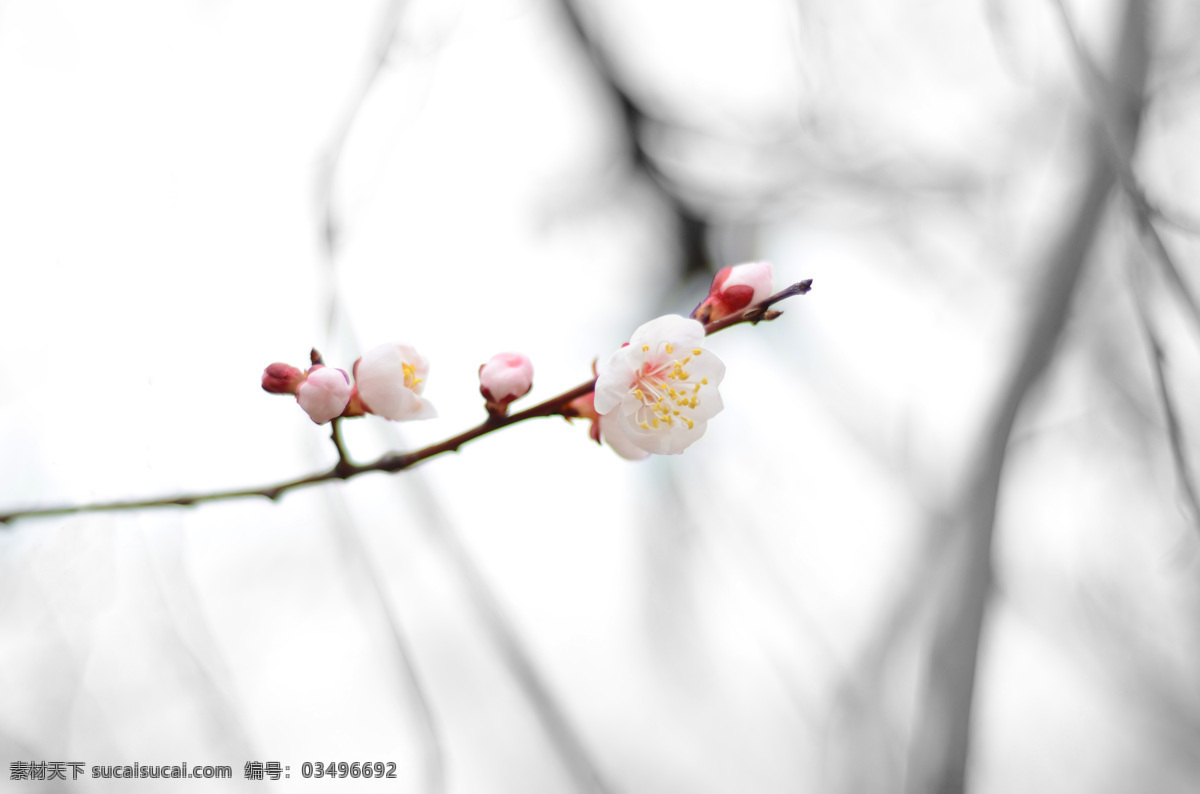 杏花 花儿 花朵 桃花 含苞待放 美图 梨花 开花 春天 粉嫩 娇嫩 生物世界 花草