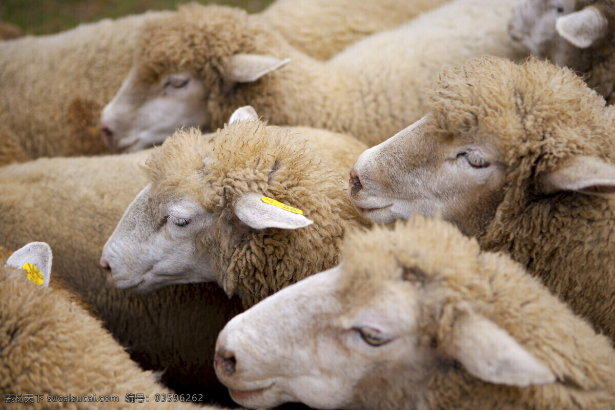 動 物 表情 動物表情 家畜 牛 羊 農場 生物世界