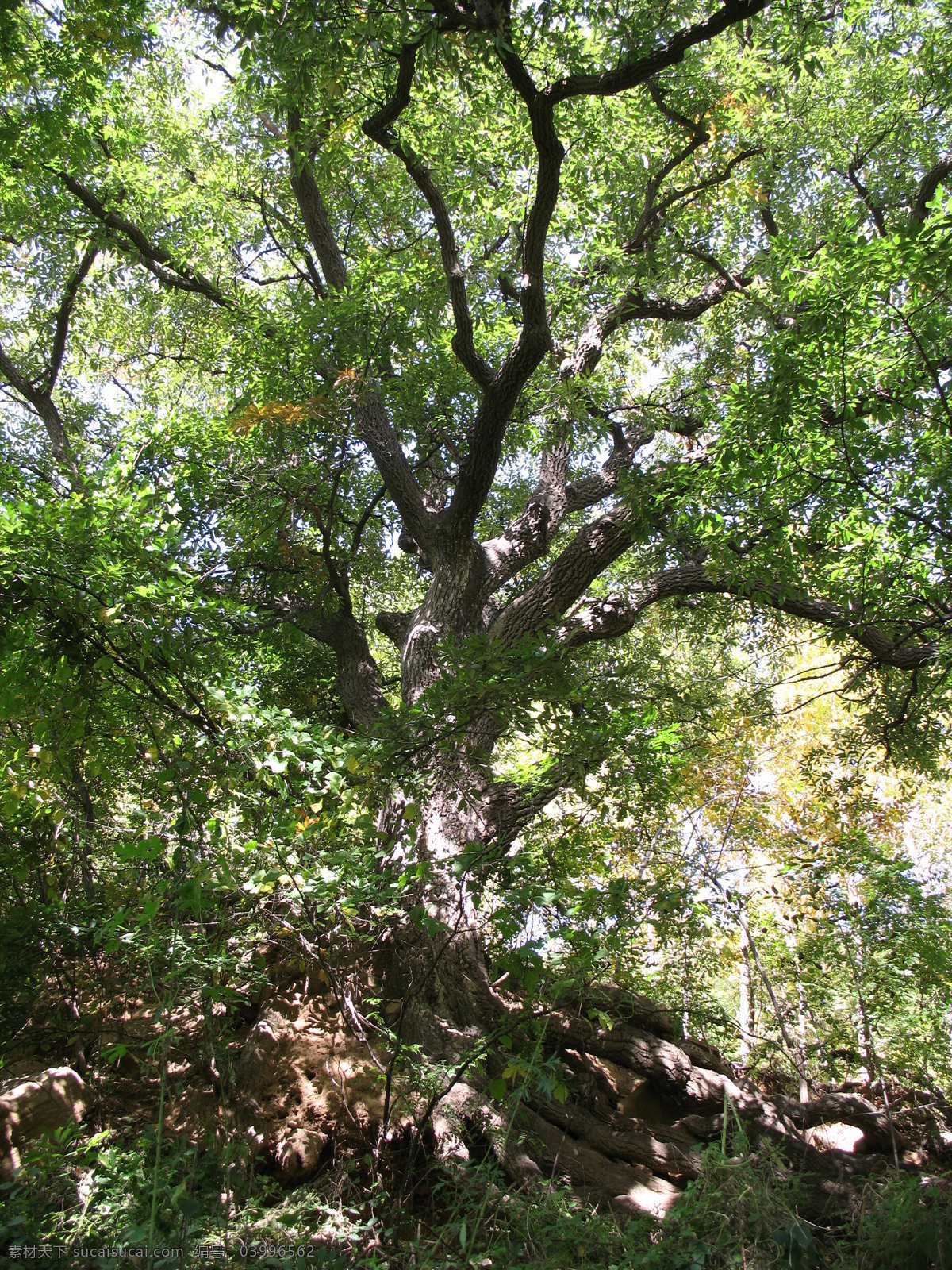 千年古树 关键词 风景 景观 自然 自然景观 树木树叶 生物世界