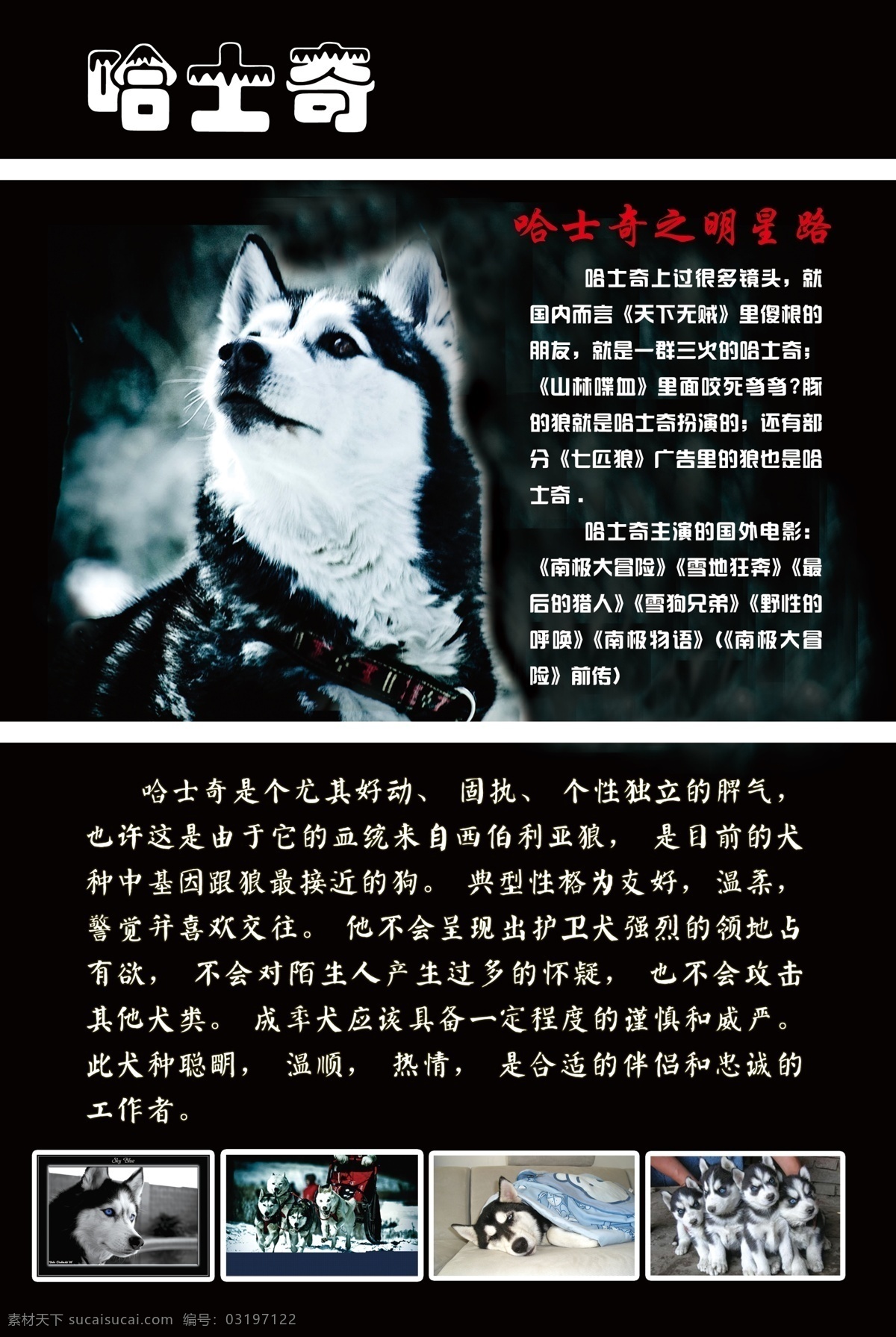 狗 画册 广告设计模板 画册设计 源文件 狗的画册 名狗哈士奇 其他画册封面
