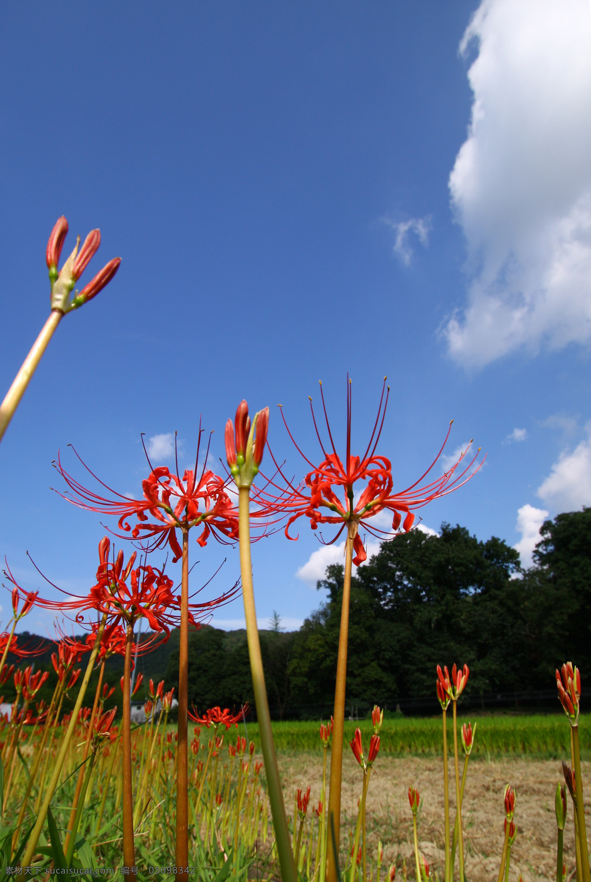 彼岸 花 彼岸花 蓝色天空 植物 石蒜花 曼莎珠华 生物世界