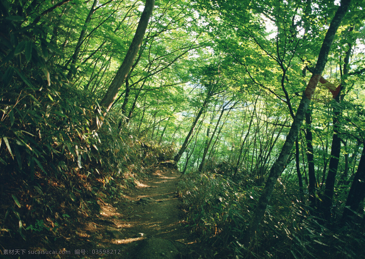 树林图片 森林树木 树林风景图片 树林高清图片 树木树叶 植物素材 生物世界 高清图片 花草树木