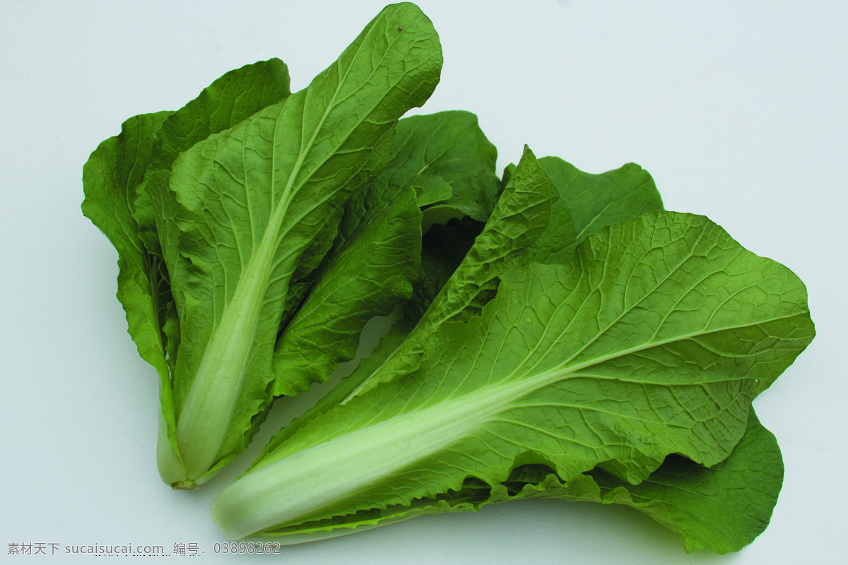 蔬菜 白菜图片 白菜 大白菜 蔬菜图片 绿色蔬菜 生物世界