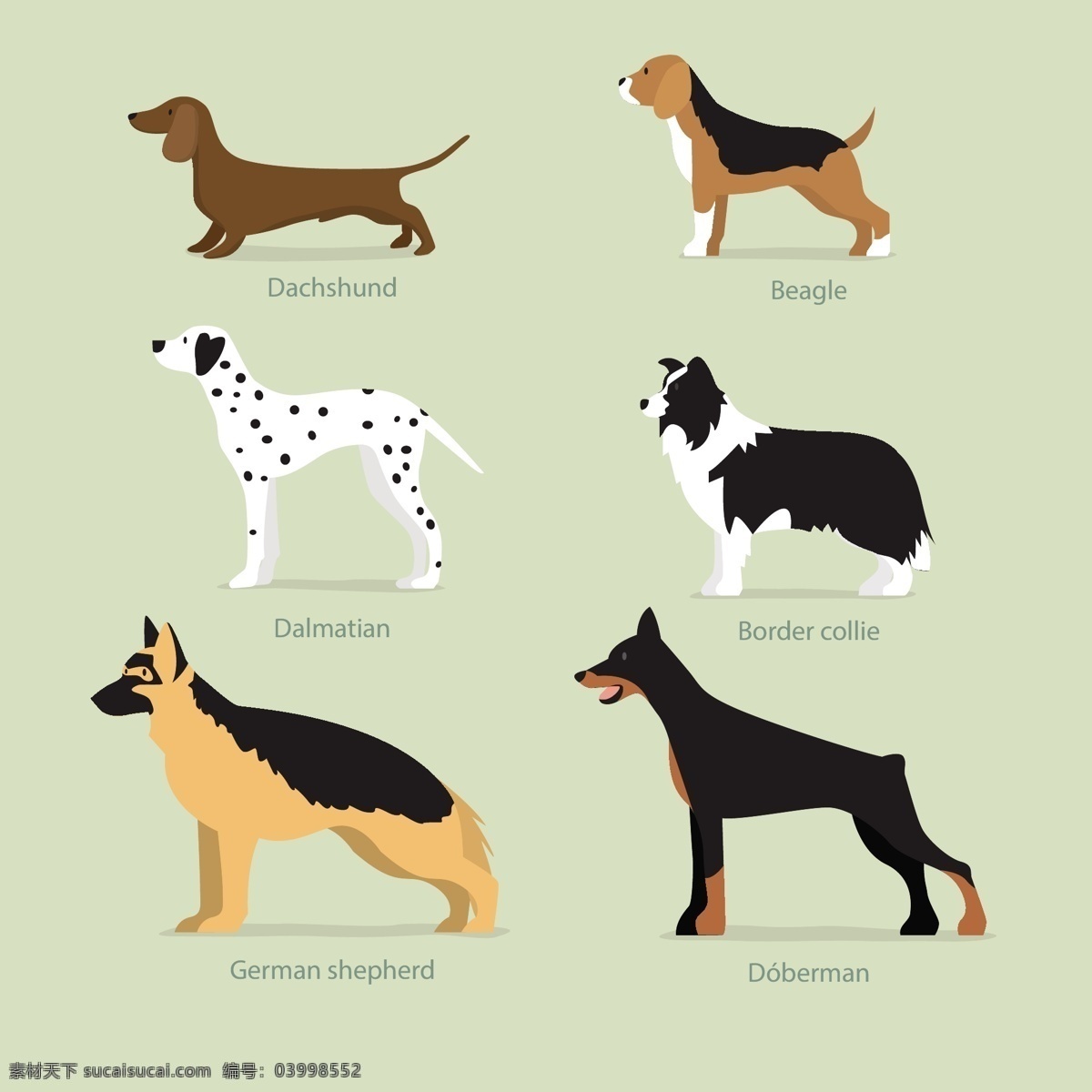 斑点 插画 柴犬 宠物 动物 狗 卡通 卡通狗 可爱 可爱宠物 犬 手绘 各种 矢量 品种