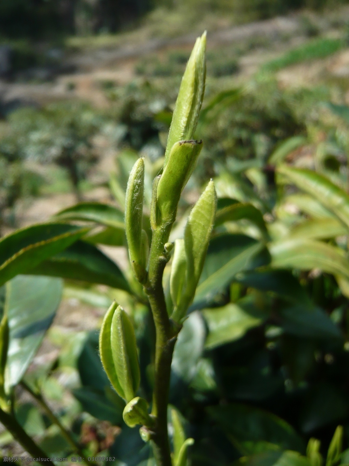 绿色植物 绿色 茶针 大白茶 树木树叶 生物世界