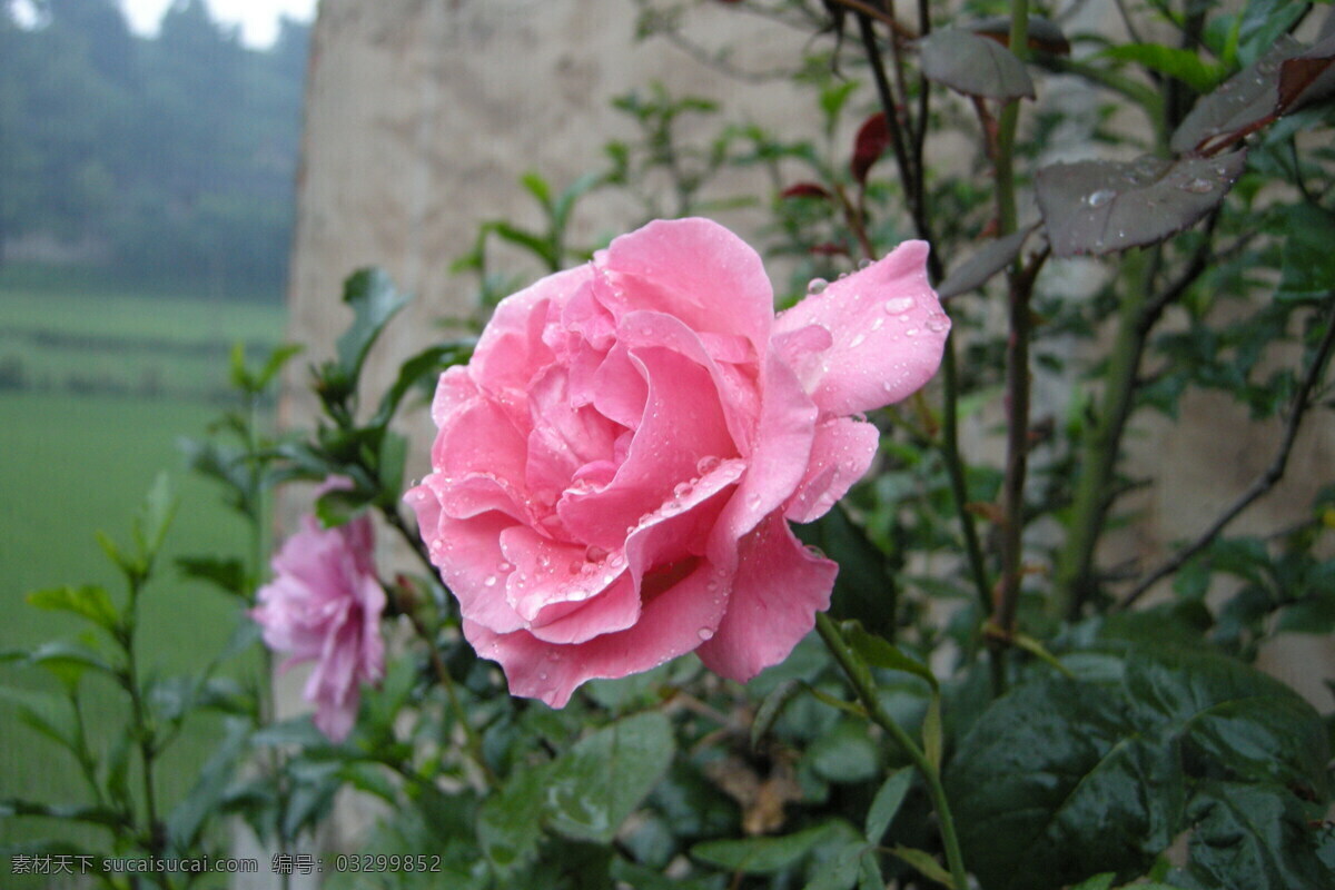 月季花 春暖花开 风景画 花草 花朵 生物世界 树 树苗 树技 家居装饰素材 山水风景画