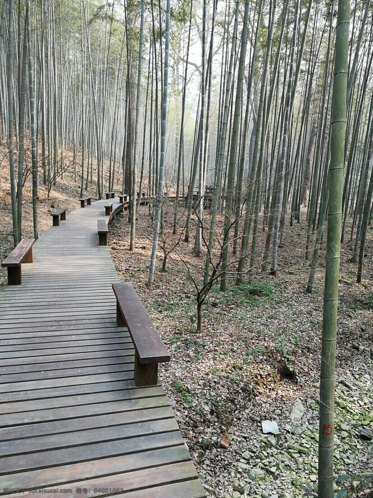 竹林幽径 竹林 幽径 长提 板凳 夕阳光 自然景观 山水风景