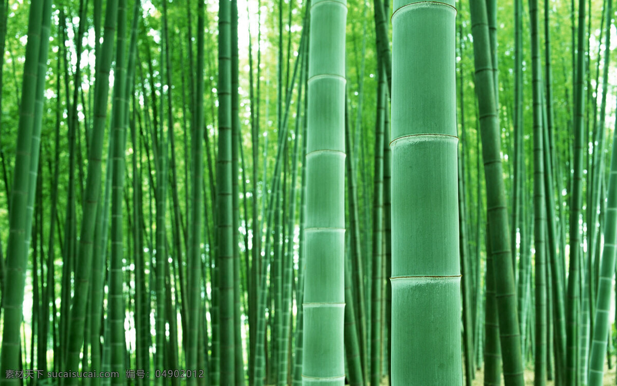 竹 世界 精美背景 精美图片 精品 精 生物世界